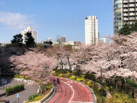 東京ミッドタウン　桜満開