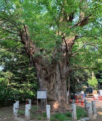 大銀杏