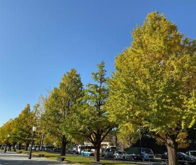 東京駅紅葉1