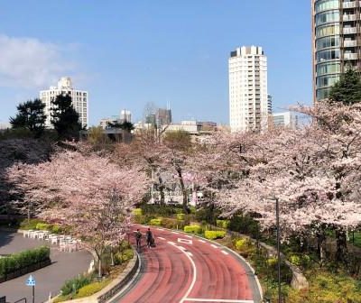 東京ミッドタウン桜