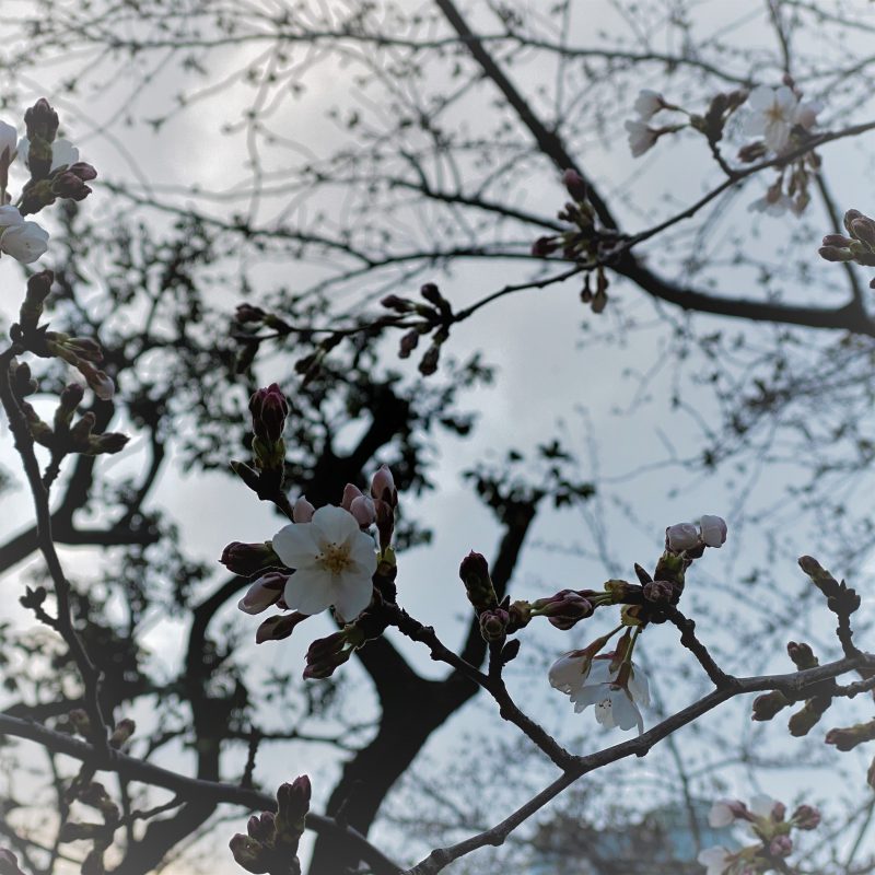 東京ミッドタウン桜3.20.1