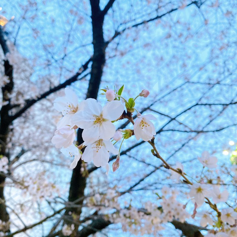 東京ミッドタウン桜3.20.2